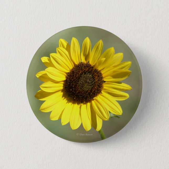 F47 Yellow Wildflower Common Annual Sunflower Button (Front)