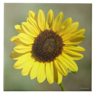 F47 Yellow Wildflower Common Annual Sunflower Ceramic Tile