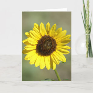 F47 Yellow Wildflower Common Annual Sunflower Holiday Card