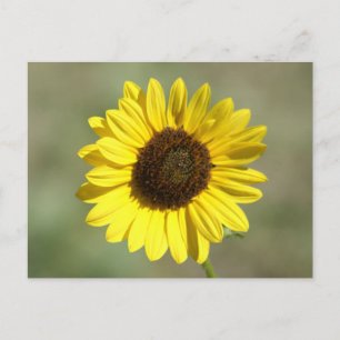 F47 Yellow Wildflower Common Annual Sunflower Postcard