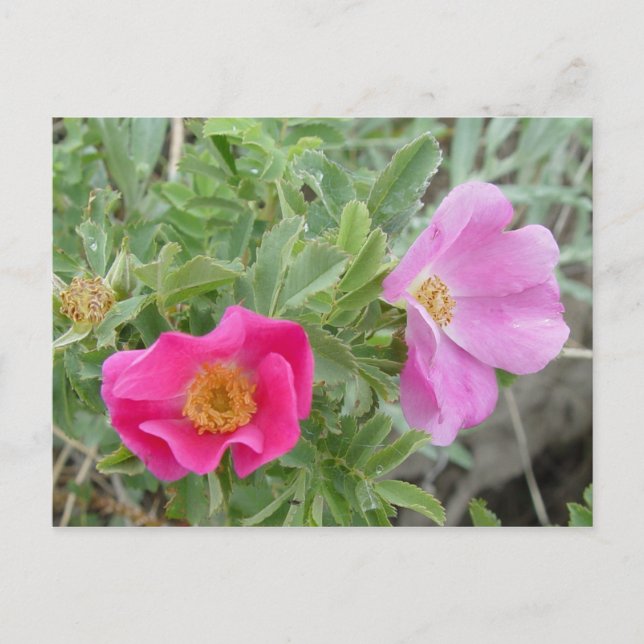 F4 Alberta Wild Roses Postcard (Front)