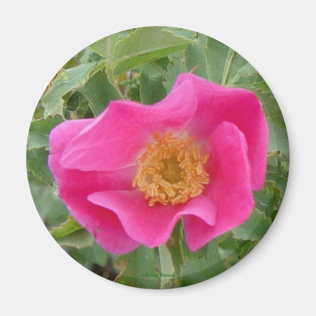 F4 Wild Rose Magnet (Front)