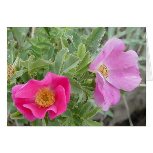 F4 Wild Roses Cards (Front Horizontal)