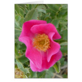 F4a Wild Rose (Front)
