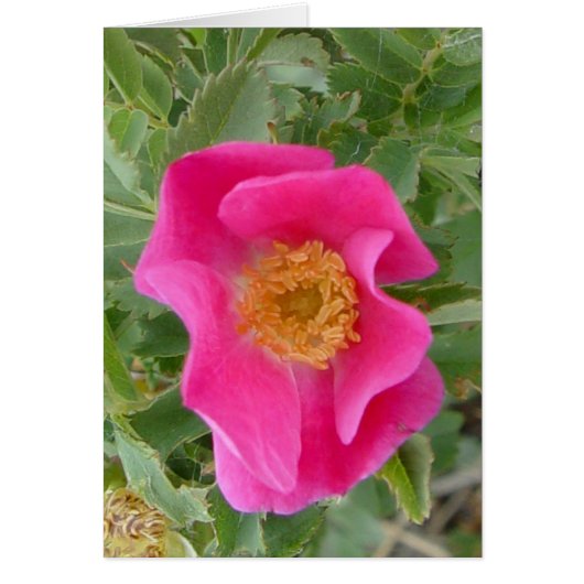 F4a Wild Rose Cards (Front)
