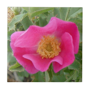F4a Wild Rose Tile