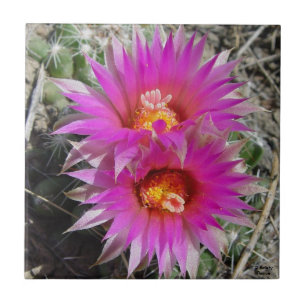 F5 Ball Cactus Flowers "Escobaria vivipara" Ceramic Tile