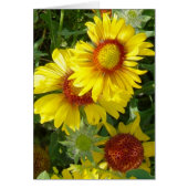 F6 Yellow Wildflowers Gaillardia (Front)