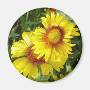 F6 Yellow Wildflowers Gaillardia Magnet