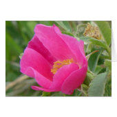 F7 Wild Rose (Front Horizontal)
