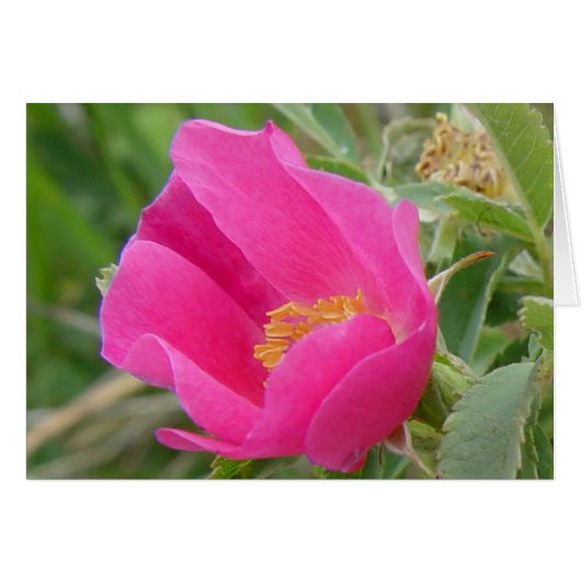 F7 Wild Rose Cards (Front Horizontal)
