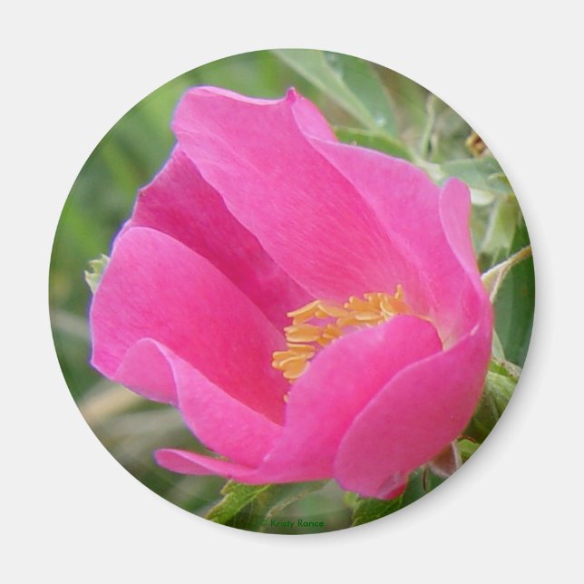 F7 Wild Rose Magnet (Front)