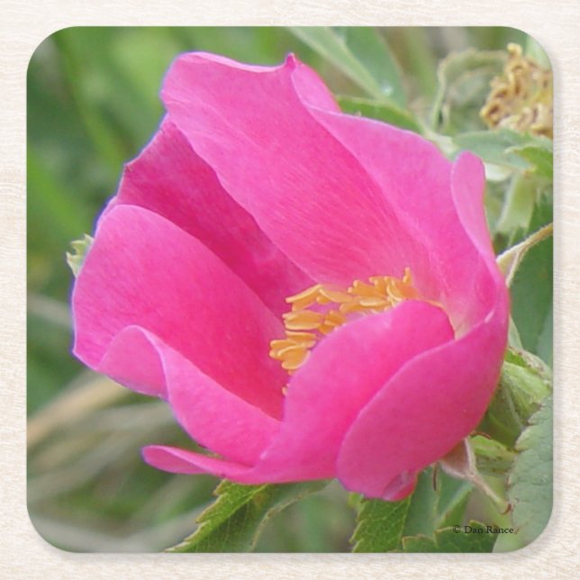 F7 Wild Rose Paper Coaster (Front)