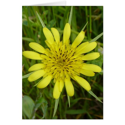 F9 Yellow Wildflower Goat's-beard Cards (Front)