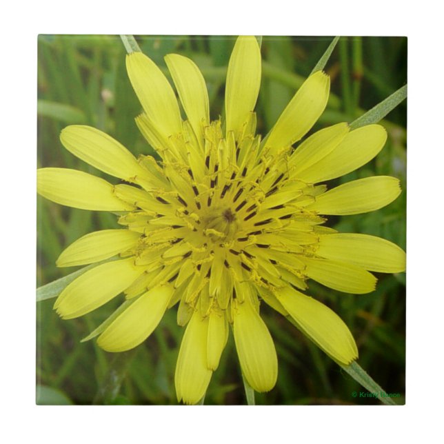 F9 Yellow Wildflower Goats-Beard Ceramic Tile (Front)