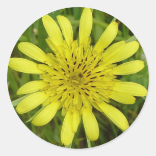 F9 Yellow Wildflower Goats-beard Classic Round Sticker
