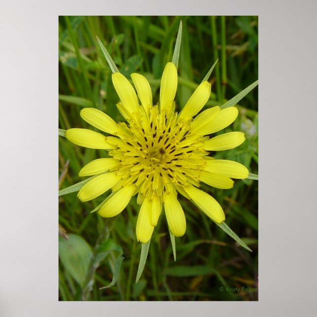 F9 Yellow Wildflower Goat's-beard Poster (Front)