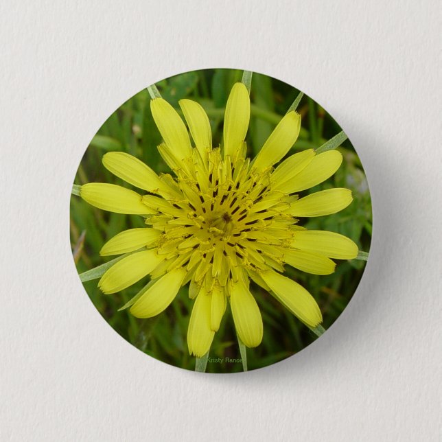 F9 Yellow Wildflower Goats-beard Tragopogon dubius Button (Front)