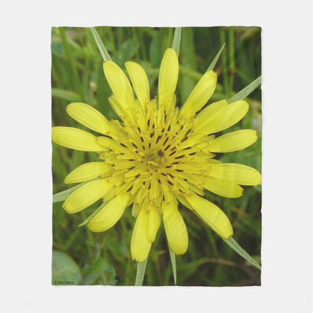 F9 Yellow Wildflower Goats-beard Tragopogon dubius Fleece Blanket (Front)