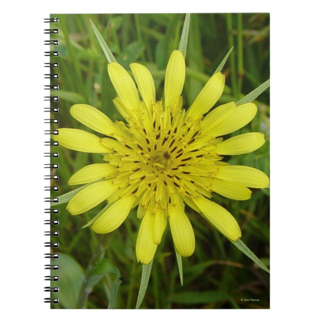 F9 Yellow Wildflower Goats-beard Tragopogon dubius Notebook (Front)