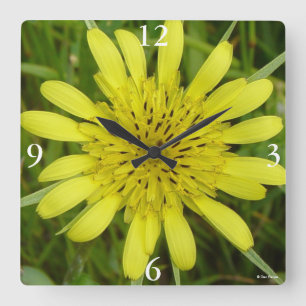 F9 Yellow Wildflower Goats-beard Tragopogon dubius Square Wall Clock