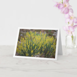 Fabale Plant, Anthyllis Cytisoides Card