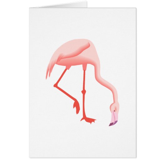 Fabio Flamingo Cards (Front)