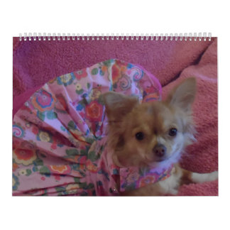 Fabulous chihuahua 2013 calendar
