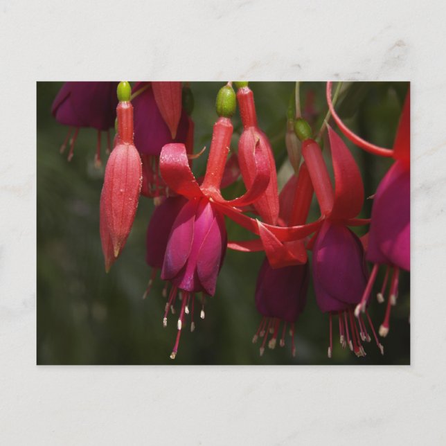 Fabulous Fuscia Postcard (Front)