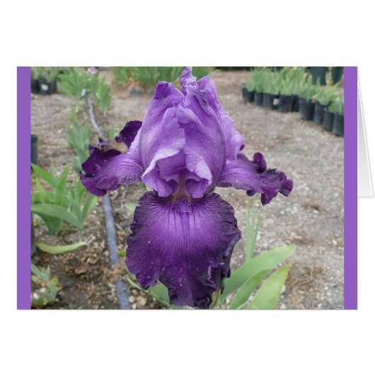 Fabulous Purple Iris Cards (Front Horizontal)