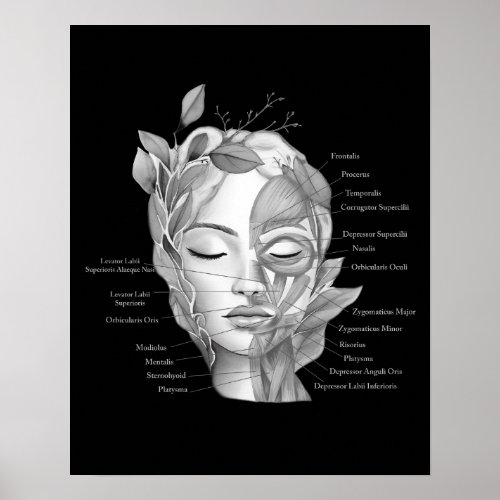 Face Anatomy Facial Muscles Med Spa Decor