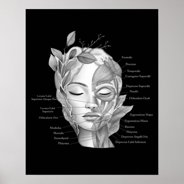 Face Anatomy Facial Muscles Med Spa Decor (Front)