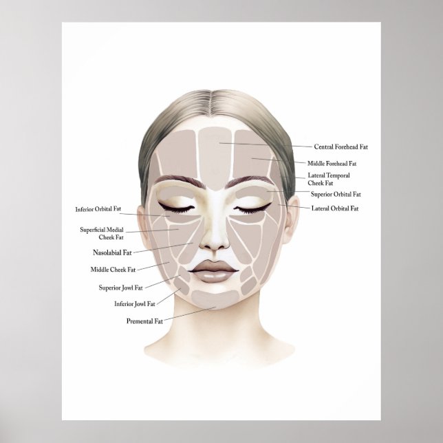 Face Anatomy Print 1  (Front)
