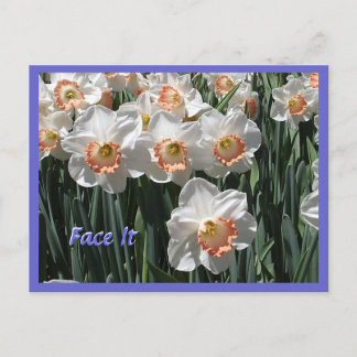 Face It - Daffodils Postcard
