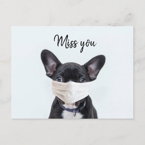 Face mask on French Bulldog Postcard