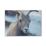 Face of a Bighorn Sheep Post-it Notes