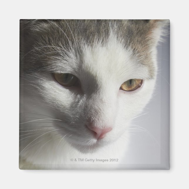 Face of a cat magnet (Front)
