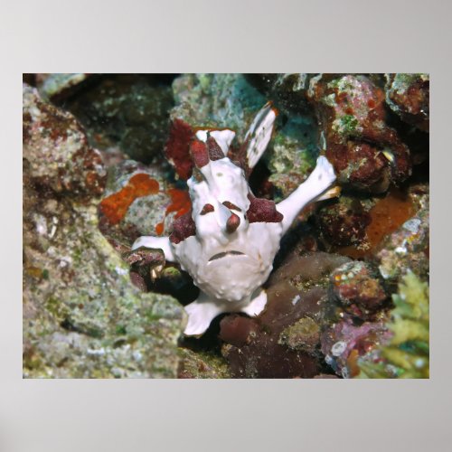 Face of a Frogfish Poster