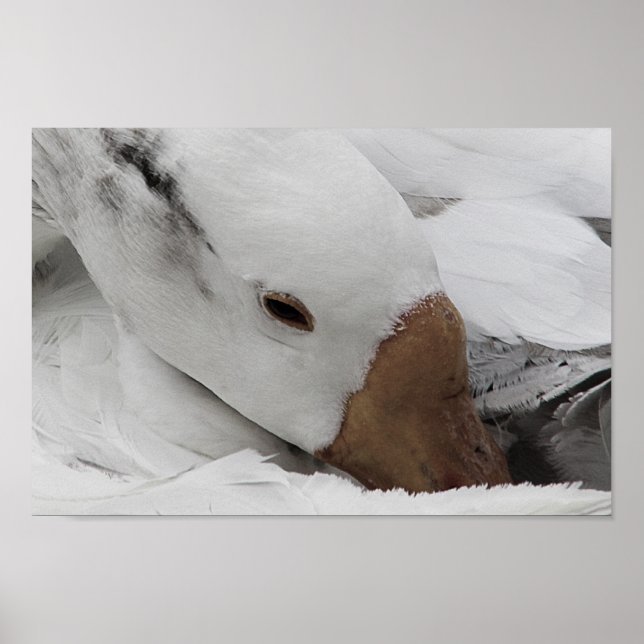 face of a goose poster (Front)