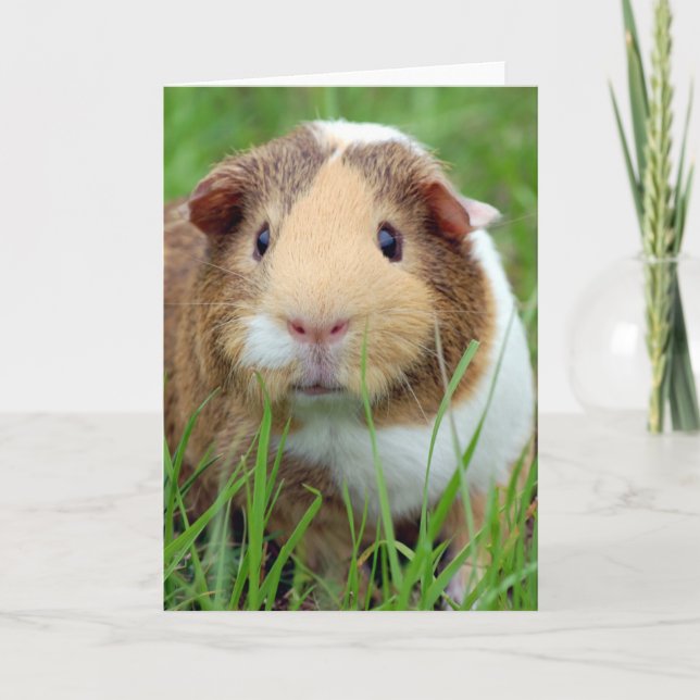Face of a Guinea Pig Photo Card (Front)