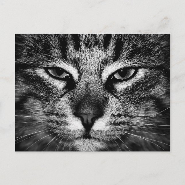 Face of a Norwegian Forest Cat Postcard (Front)