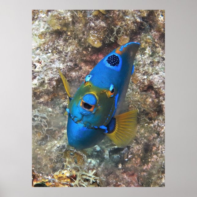 Face of an Angel Poster (Front)