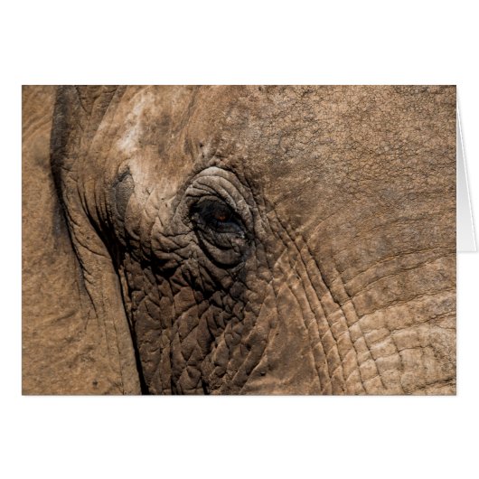 Face of an Elephant Cards (Front Horizontal)