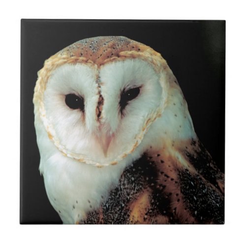 Face of Barn Owl Photo Ceramic Tile