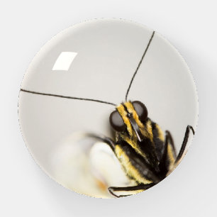 Face of Butterfly- CloseUp Monarch Paperweight