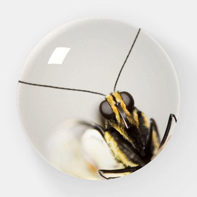 Face of Butterfly-  CloseUp Monarch Paperweight (Front)