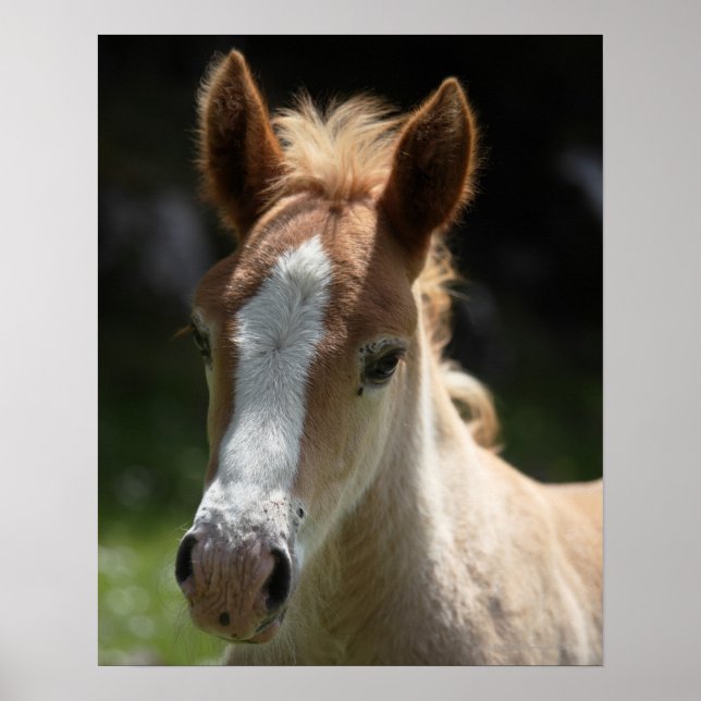 face of foal poster (Front)