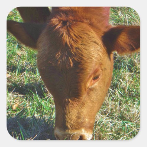 Face of Little Brown Cow Square Sticker