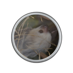Sloth Sloth
