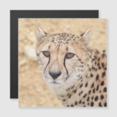 Face of the Wild: Cheetah's Intense Look (Front/Back)